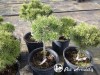 Pušis kalninė ,Mops' (lot. Pinus mugo)